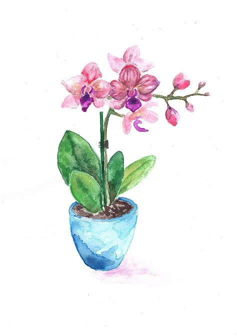 ORCHID in pot Original Watercolor Watercolour Painting | Orchids painting, Floral watercolor ...