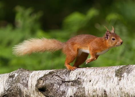 Two Different Squirrels - Red Squirrel Partnership | Partneriaeth Gwiwerod Coch