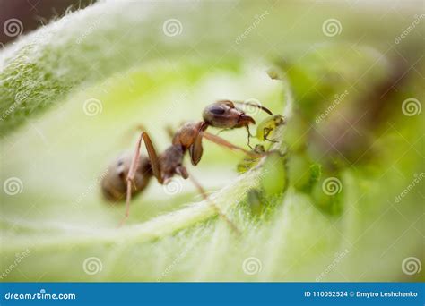 Animal, Ant, Antennae, Aphid, Claws, Creature, Graze, Green, Insect, Leaf, Macro, Milk the Aphid ...