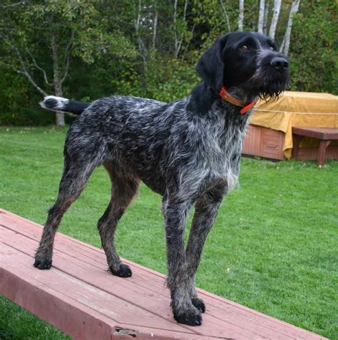 German Wirehaired Pointer