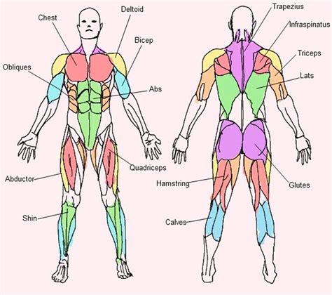 Major Muscle Groups - Labelled Diagram