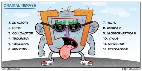 Cranial Nerves | Medcomic