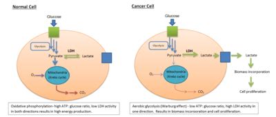 Lactate dehydrogenase - Wikipedia