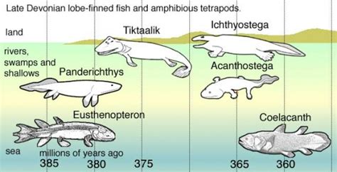 Coelacanth – a Living Prehistoric Creature | HumairAhmed.com