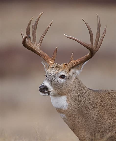 "Whitetail Deer Portrait - Trophy Buck" by TomReichner | Redbubble