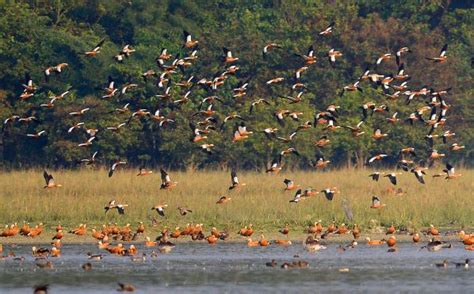 Assam: Migratory birds starts arriving at Pobitora Wildlife Sanctuary ...