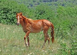 Chestnut Horse Breeds | The Equinest