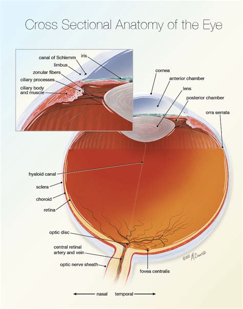 Eye In Cross Section