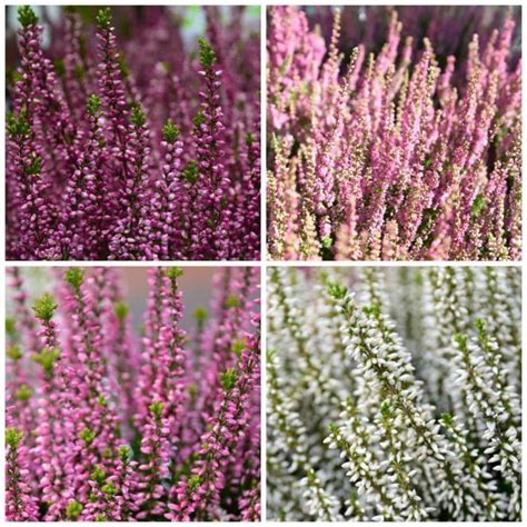 Heathers - Buy Heather Plants - Hopes Grove Nurseries