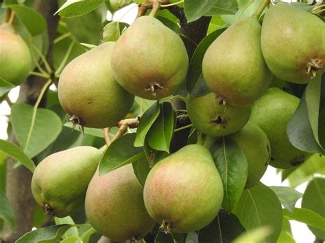 Growing Organic Pears - From Seed, Cuttings | Agri Farming