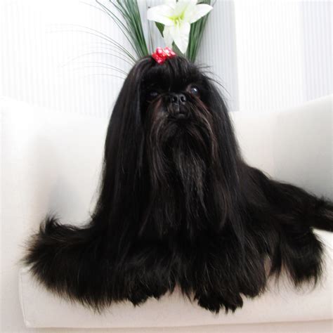 33+ Black Full Grown Maltese Shih Tzu Picture - Codepromos