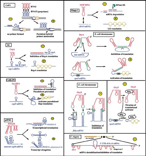 Antisense RNA mediated regulatory mechanisms. Antisense RNAs are drawn... | Download Scientific ...