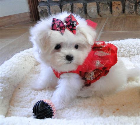 Look at my beautiful Baby maltese .. we adore our puppies! www.texasteacuppuppy.com #Maltese ...