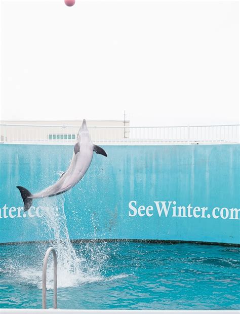 Go Local // Clearwater Marine Aquarium and Dolphin Tale 2! - Fresh Mommy Blog