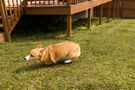 Is a Corgi a Herding Dog? Everything You Need to Know - Corgi Planet