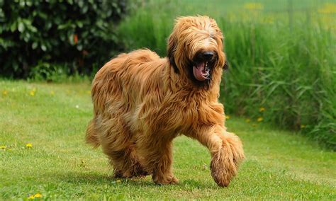 Briard Breed: Characteristics, Care & Photos | BeChewy