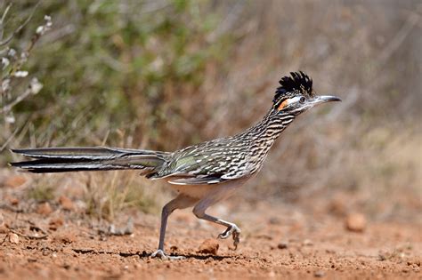 New Texas roadrunner license plate launches for state conservation funding