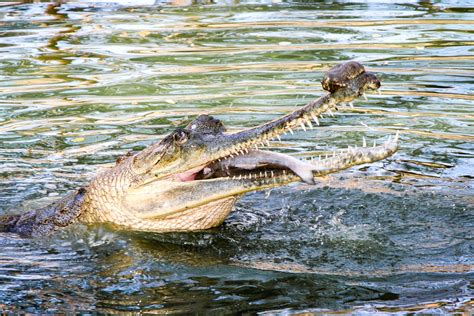 Gharials: River Reptile with the Super Snout | RoundGlass | Sustain