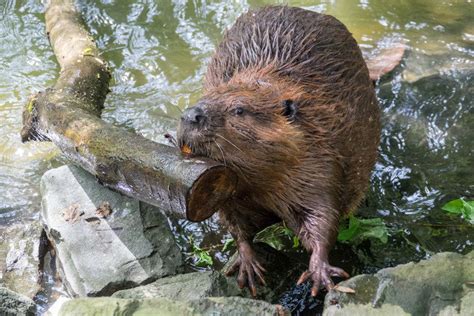 Scientists discover Oregon beavers living in saltwater - KTVZ