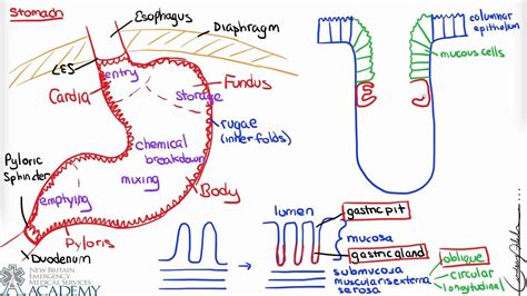 Stomach & Gastric Secretion