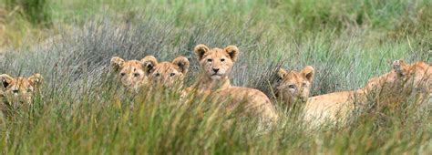 10 Species You’re Likely to Spot on Your Serengeti Safari - The Classic Safari Company