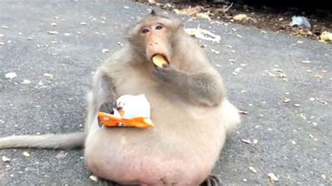 'Uncle Fatty' the obese monkey has completed his weight-loss camp - BBC Three