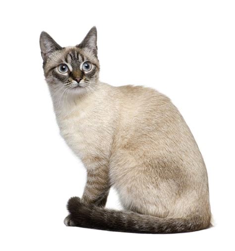 Crossbreed Siamese and a Tabby Stock Photo - Image of moggi, portrait: 7557328