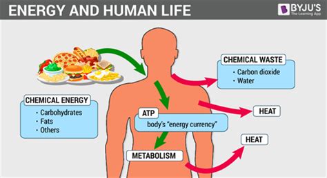 What Is Metabolism? - Definition, Types, Process