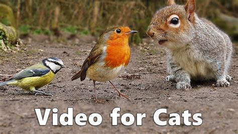 Video for Cats to Watch : Squirrels and Birds Extravaganza | FunnyCat.TV