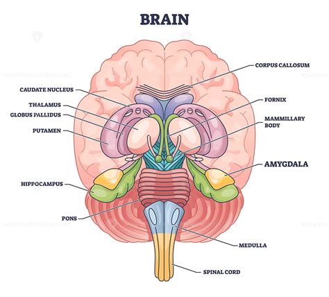 Amygdala brain part location with medical human head anatomy outline diagram - VectorMine