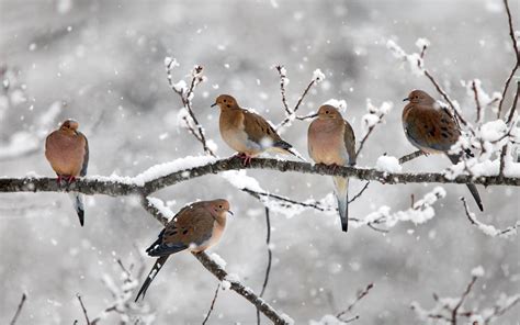 Five birds, mourning doves, twigs, snow, winter, Nova Scotia, Canada ...