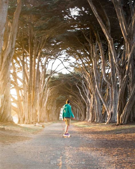 Cypress Tree Tunnel In Point Reyes National Seashore, California