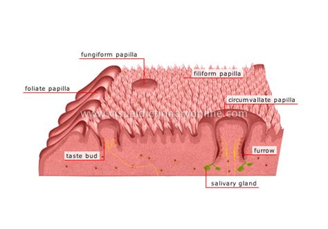 HUMAN BEING :: SENSE ORGANS :: SMELL AND TASTE :: TASTE RECEPTORS image - Visual Dictionary Online