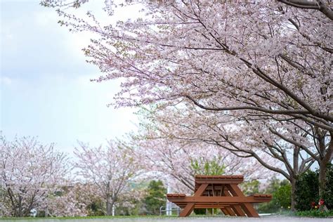 Japan Sakura Spring - Free photo on Pixabay - Pixabay