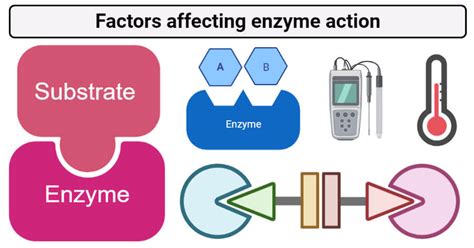 Factors affecting enzyme action and immobilized enzymes