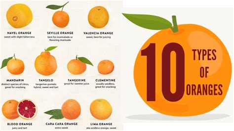 Types Of Oranges List