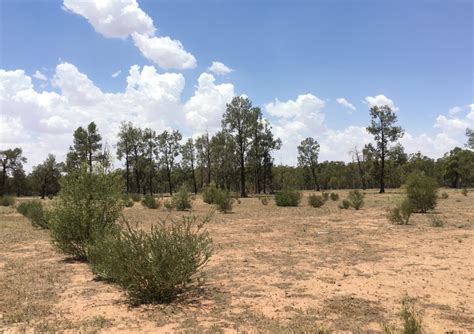 Superb Parrot habitat restoration - Greening Australia - Greening Australia