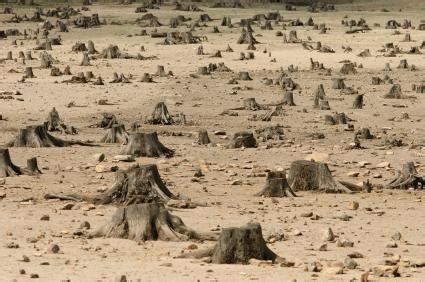 Deforestation: Why do people cut down trees