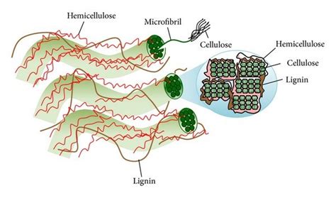 Plant cell wall structure and microfibril cross-section (strands of... | Download Scientific Diagram