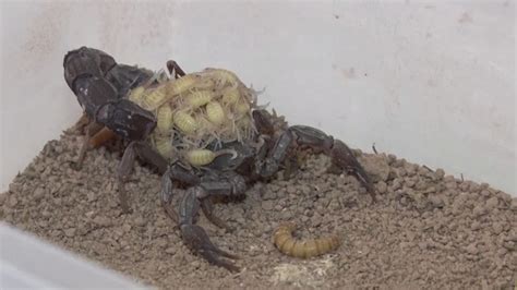 Scorpion venom 'fetches $10 million a litre', but is it a fool's gold rush? - ABC News