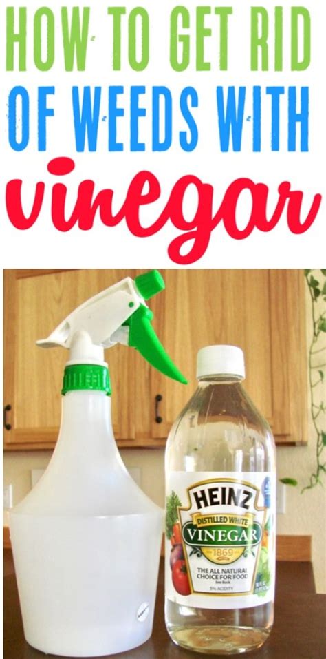 Homemade Weed Killer with White Vinegar! {DIY Spray}