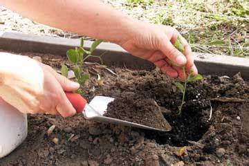 Growing Sweet Peas – Starting Early Indoors And Transplanting: Techniq ...