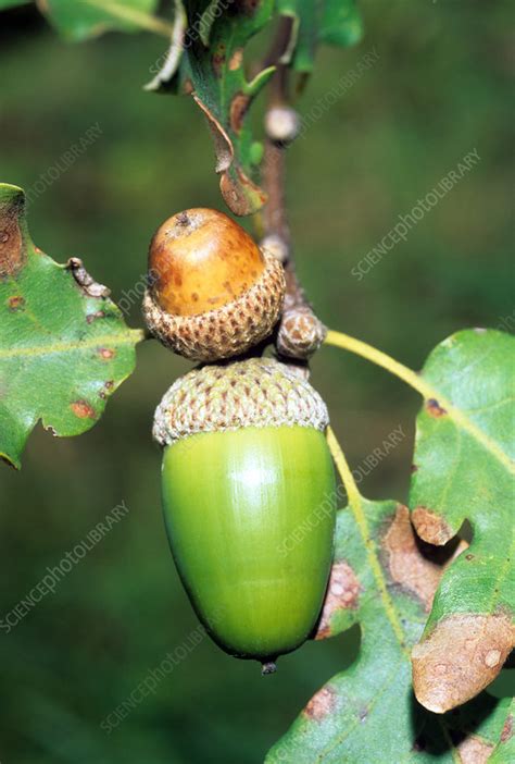 Sessile oak acorns (Quercus petraea) - Stock Image - B790/0671 ...