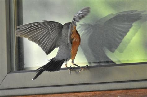 How to Stop Birds From Attacking Windows | Hunker