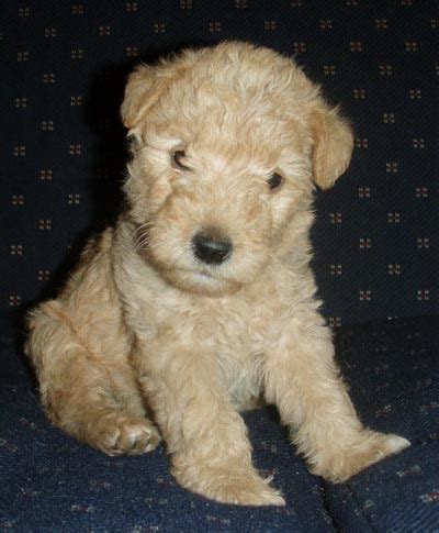 Lakeland Terrier Info, Temperament, Training, Puppies, Pictures