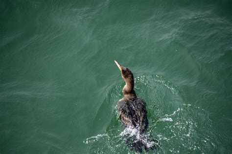 Cormorant Free Stock Photo - Public Domain Pictures