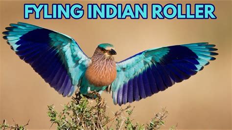 Indian Roller Bird |Telangana State Bird Palapitta |Dussehra Good Luck Bird |Dasara Bird |Pala ...