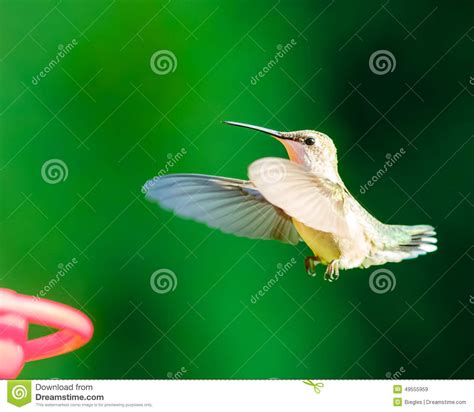 Hummingbird stock image. Image of animals, fauna, hummingbird - 49555959