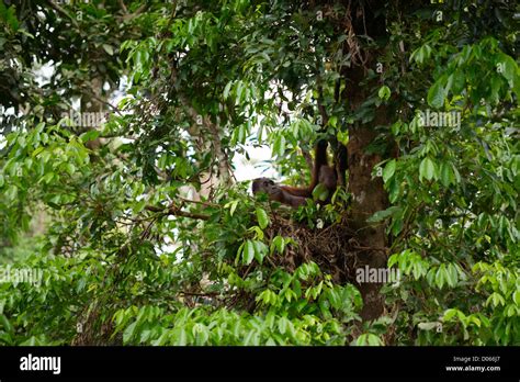 Orangutan nest hi-res stock photography and images - Alamy