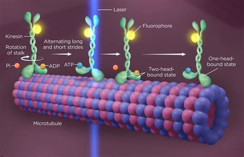 Motor Protein Animation